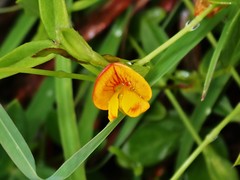 Zornia dyctiocarpa