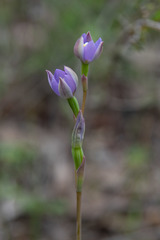 Thelymitra nuda
