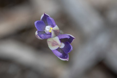Thelymitra nuda