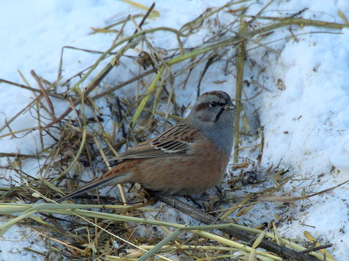 Godlewski's Bunting (Emberiza godlewskii), photo 8