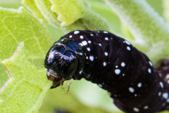 Hexorthodes accurata