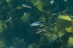 Aspidontus taeniatus