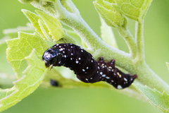 Hexorthodes accurata