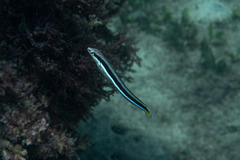 Aspidontus dussumieri