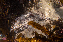 Thysanophrys cirronasus