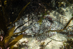 Thysanophrys cirronasus