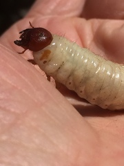 Adoryphorus coulonii