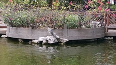 Ardea cinerea