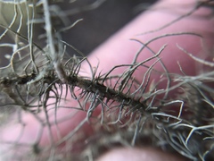 Usnea intermedia