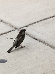 Passer domesticus