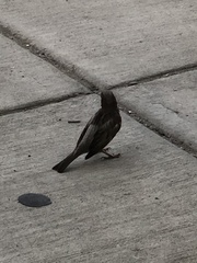Passer domesticus