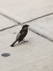 Passer domesticus