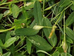 Zornia dyctiocarpa