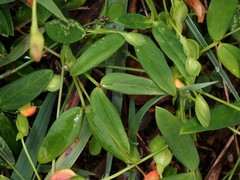 Zornia dyctiocarpa