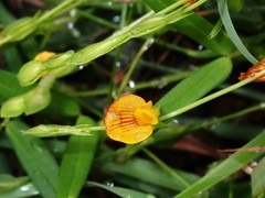 Zornia dyctiocarpa