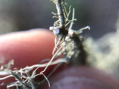 Usnea intermedia