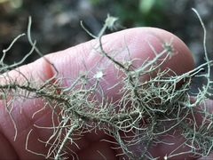 Usnea intermedia
