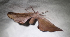 Parepisparis multicolora