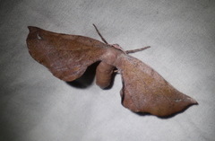 Parepisparis multicolora