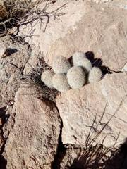 Escobaria chihuahuensis