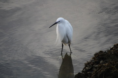 Egretta garzetta