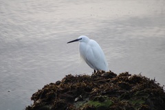 Egretta garzetta