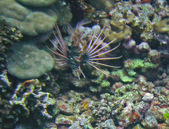 Pterois cincta