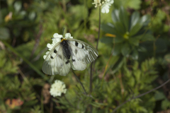 Parnassius nordmanni
