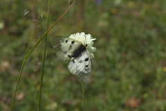 Parnassius nordmanni