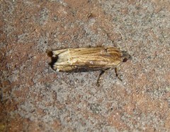 Eucosma rusticana