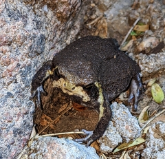 Breviceps mossambicus