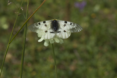Parnassius nordmanni
