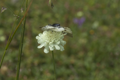 Scabiosa bipinnata