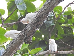 Cacatua goffiniana
