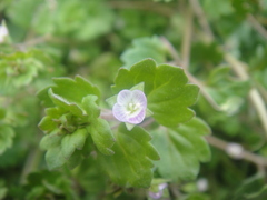 Veronica polita lilacina