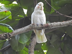 Cacatua goffiniana
