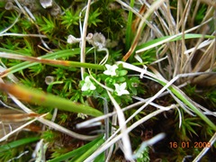 Galium antarcticum