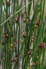 Juncus beringensis