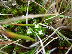 Galium antarcticum