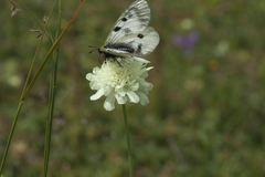 Scabiosa bipinnata