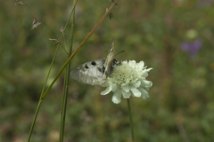 Scabiosa bipinnata