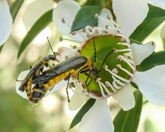 Chauliognathus sydneyanus