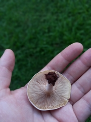 Clitocybe dealbata