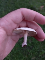 Clitocybe dealbata