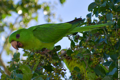 Psittacara holochlorus