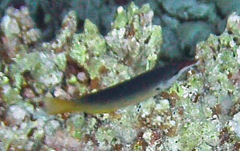 Gomphosus klunzingeri