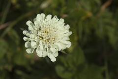 Scabiosa bipinnata