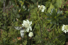 Scabiosa bipinnata