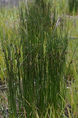 Juncus beringensis