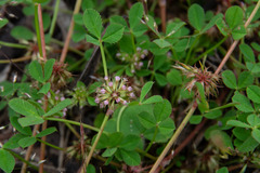Trifolium cernuum